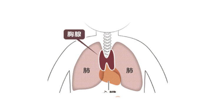 胸腺