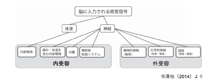 脳に入力される感覚信号