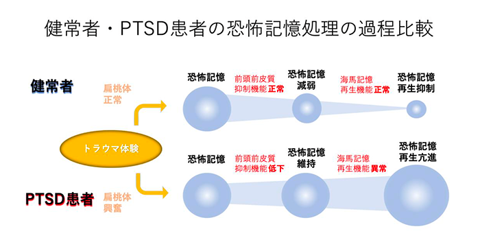 健常者とPTSD患者の恐怖記憶の処理過程