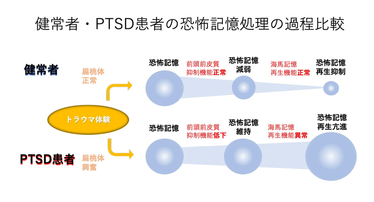 トラウマ記憶の処理過程(健常者とPTSD患者の比較)